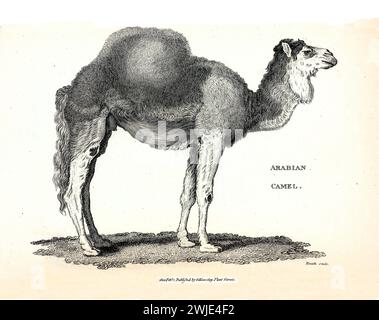 Ancienne illustration gravée de chameau arabe (Dromadary). Créé par George Shaw, publié dans Zoological lectures, Londres, 1809. Banque D'Images