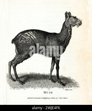 Ancienne illustration gravée de Musk (Sibérien Misk Deer). Créé par George Shaw, publié dans Zoological lectures, Londres, 1809. Banque D'Images