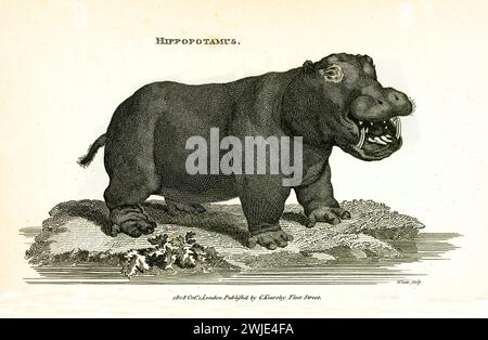 Ancienne illustration gravée d'Hippopotame. Créé par George Shaw, publié dans Zoological lectures, Londres, 1809. Banque D'Images