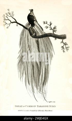 Ancienne gravure de 1809 par George Shaw du Great Paradise Bird perchée sur une branche avec sa longue queue ornée, en pointillés détaillés du XIXe siècle Banque D'Images