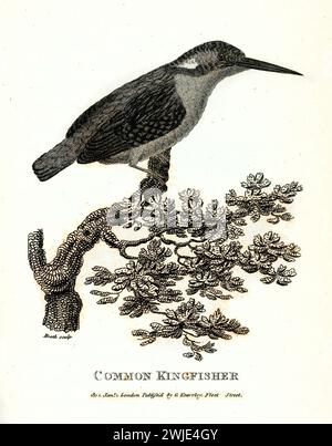 Ancienne illustration gravée de Common Kingfisher. Créé par George Shaw, publié dans Zoological lectures, Londres, 1809. Banque D'Images