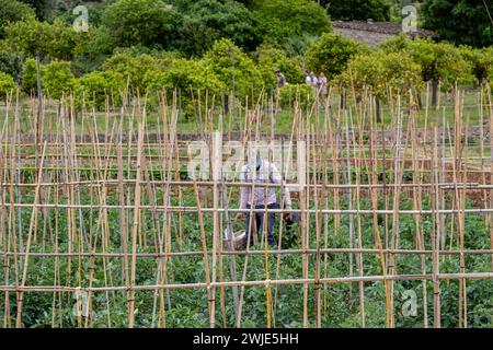 Agriculteur de sa Vinyassa, route de la vallée de Soller, Majorque, Iles Baléares, Espagne Banque D'Images