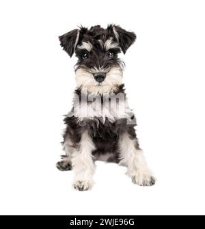 Portrait de chiot schnauzer miniature assis isolé sur fond blanc Banque D'Images