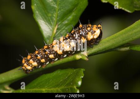 Larve Dainty Swallowtail sur Finger Lime. Banque D'Images