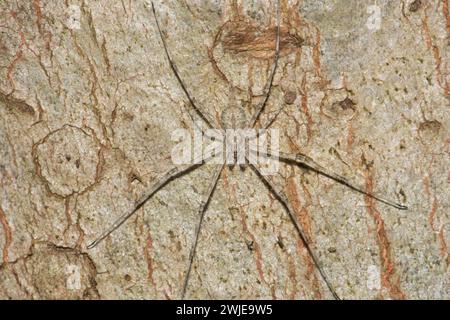 Tamopsis Spider au repos sur le tronc de l'arbre d'eucalyptus. Banque D'Images