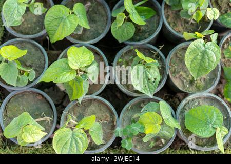 Feuilles de bétel (PAAN) plantes de crampon dans des pots en plastique Banque D'Images