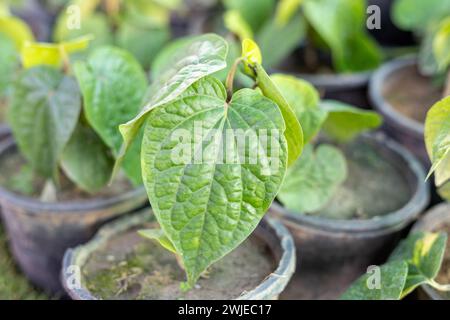 Vue rapprochée de feuilles de bétel ornementales de plante de rampante avec foyer sélectif Banque D'Images