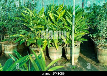 Plantes d'intérieur panachées de gingembre à coquille dans de grands pots en argile Banque D'Images