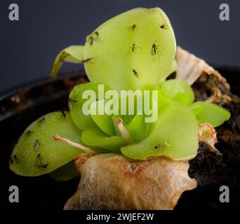 Une Pinguicula Guatemala avec quelques thrips qui ont été pris dans ses feuilles collantes Banque D'Images