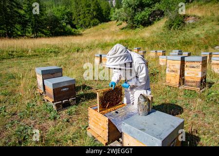 Apiculture à Monetier-les-bains, dans les Alpes-françaises : un apiculteur enlève un cadre de ruche pour contrôler la production de miel Banque D'Images