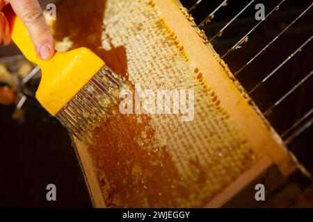 Apiculture à Monetier-les-bains, dans les Alpes-françaises : apiculteur décoiffant un cadre de miel avec une fourchette Banque D'Images