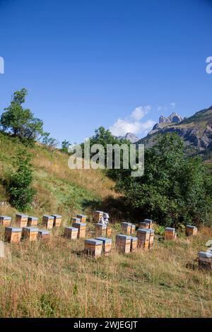 Apiculture à Monetier-les-bains, dans les Alpes-françaises : un apiculteur enlève un cadre de ruche pour contrôler la production de miel Banque D'Images