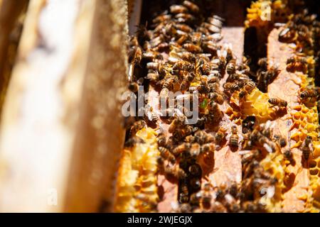 Apiculture à Monetier-les-bains, dans les Alpes-françaises : gros plan d'abeilles sur les charpentes d'une ruche ouverte Banque D'Images