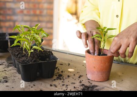 Les mains d'une femme biraciale mature transplantant un semis dans un pot, avec espace de copie Banque D'Images