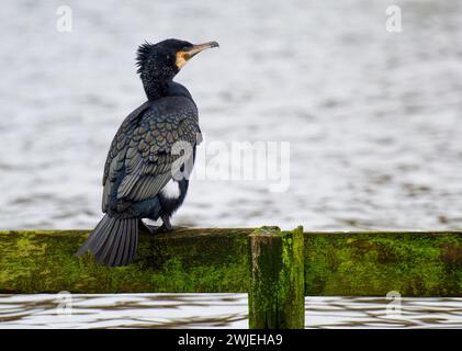 Un cormoran solitaire, (Phalacrocorax carbo), perché sur une barrière dans un lac d'eau douce à Blackpool, Lancashire, Royaume-Uni Banque D'Images