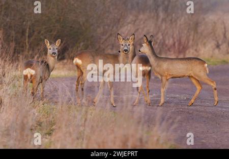 Buckow, Allemagne. 29 janvier 2024. 29.01.2024, Buckow. Un groupe de cerfs se tiennent sur une voie de campagne un jour de janvier à la lumière du soleil d'hiver bas et juste avant le crépuscule. Les animaux semblent alarmés par un véhicule qui les approche. Crédit : Wolfram Steinberg/dpa crédit : Wolfram Steinberg/dpa/Alamy Live News Banque D'Images