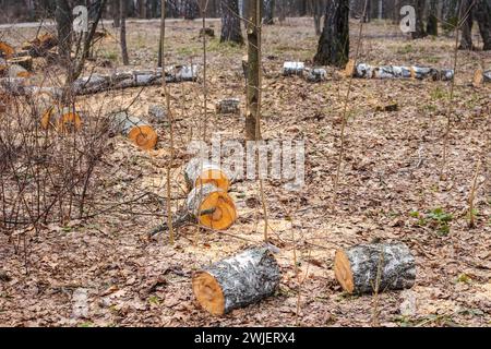 Coupe sanitaire des arbres dans la forêt Banque D'Images