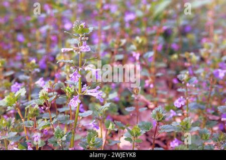 Nepeta cataria dans l'agriculture et la récolte. Culture d'herbe à la maison. Jardin de ferme rustique. Ensoleillé. Banque D'Images