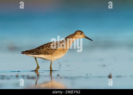 Oiseau de rivage - Philomachus pugnax, Ruff au printemps, oiseau migrateur Pologne Europe Banque D'Images