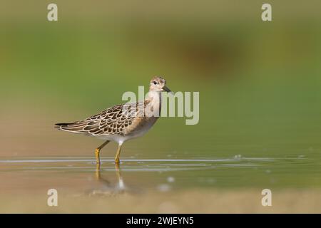 Oiseau de rivage - Philomachus pugnax, Ruff au printemps, oiseau migrateur Pologne Europe Banque D'Images