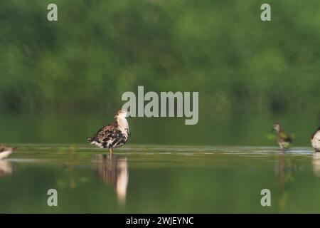 Oiseau de rivage - Philomachus pugnax, Ruff au printemps, oiseau migrateur Pologne Europe Banque D'Images