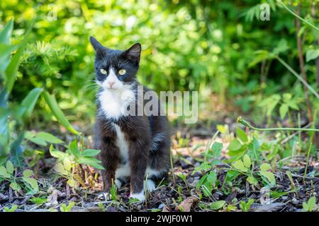 Chat noir assis dans le jardin seul. Chat sauvage noir et blanc dans la nature. Banque D'Images