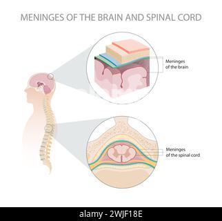 Méninges du cerveau et de la moelle épinière Banque D'Images