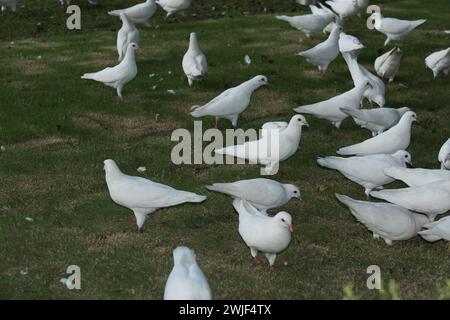 Un troupeau de colombes blanches sur l'herbe Banque D'Images