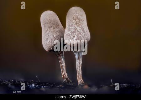 Sporocarpes de moisissure (corps fruitiers) d'Arcyria sp. (Peut-être A, cinerea). De culture de l'écorce récoltée dans le sud-ouest de la Norvège. Banque D'Images