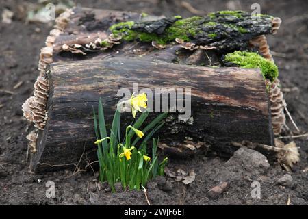 Jonquilles de narcisses jaunes poussant à côté d'une bûche bien pourrie couverte de champignons et de mousse dans un jardin humide du Royaume-Uni, hiver février 2024 Banque D'Images