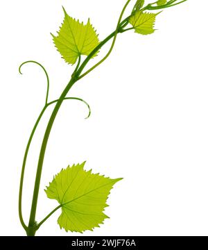 Feuilles de branche de vigne de raisin vert frais. Verdure. Branche de vigne, isolée sans ombre. Jeunes branches de vigne de raisin frais avec des feuilles. Nature estivale Banque D'Images