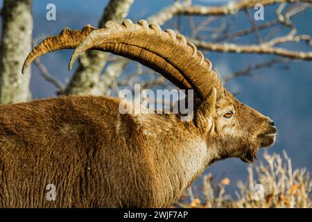 Portrait masculin de bouillie alpine en hiver pendant la période de rut dans la montagne du jura suisse (bouillie Capra) Banque D'Images