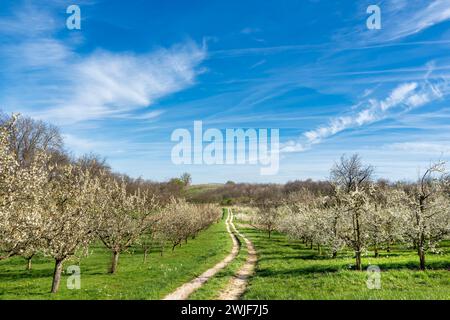 Journée ensoleillée au printemps avec vue sur le verger d'arbres fruitiers en pleine floraison. Beau ciel bleu. Banque D'Images