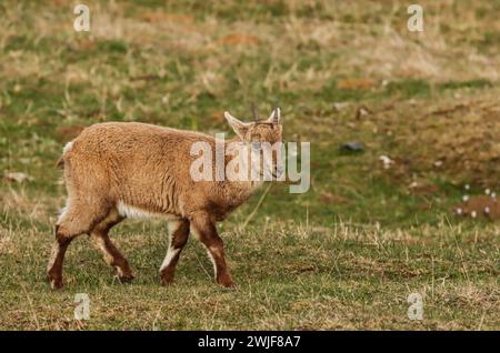 Jeune bouillon alpin (bouillon Capra) en avril sur un pâturage dans la montagne du jura suisse Banque D'Images