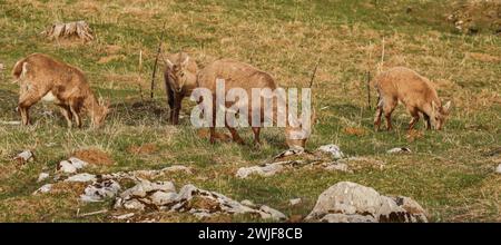 Bouillie des Alpes femelle et jeune (bouillie Capra) en avril sur un pâturage dans la montagne du jura suisse Banque D'Images