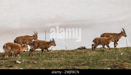 Alpine ibexes femelles et jeunes (Capra ibex) en avril à côté d'un mur de neige sur un pâturage dans la montagne du jura suisse Banque D'Images