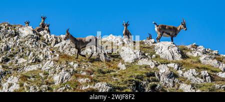 Troupeau d'ibexes alpins (Capra ibex) sur les rochers dans les préalpes suisses dans le canton de Fribourg Banque D'Images