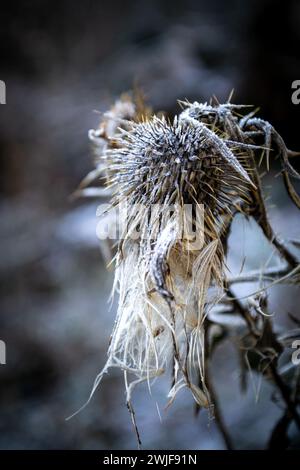 Fleur de chardon fanée et ses graines blanches couvertes de givre Banque D'Images