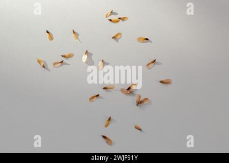 Plusieurs graines sèches d'un cône de sapin sur une surface blanche Banque D'Images