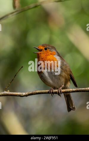 Robin RedBreast assis chantant sur une branche au soleil. Banque D'Images