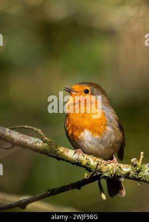 Robin RedBreast assis chantant sur une branche au soleil. Banque D'Images