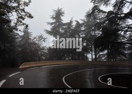 Route vide au milieu des arbres dans une forêt par temps brumeux dans la ville de Chrea, Blida, Algérie. Banque D'Images