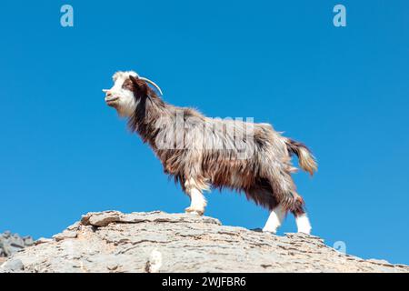 La chèvre multicolore aux cheveux longs pose sur les rochers du canyon Jabel Shams, du golfe, de la promenade au balcon, Oman Banque D'Images