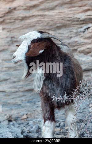 Portrait de chèvre multicolore aux cheveux longs sur les rochers du canyon Jabel Shams, ravin, promenade au balcon, Oman Banque D'Images