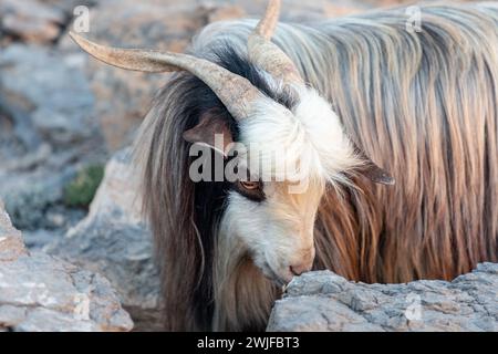 Portrait de chèvre multicolore aux cheveux longs sur les rochers du canyon Jabel Shams, ravin, promenade au balcon, Oman Banque D'Images