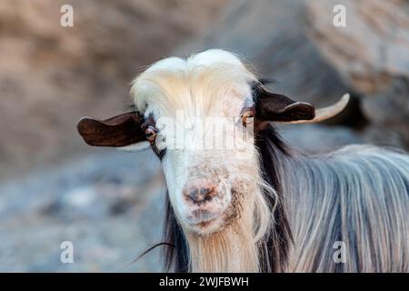 Portrait de chèvre multicolore aux cheveux longs sur les rochers du canyon Jabel Shams, ravin, promenade au balcon, Oman Banque D'Images