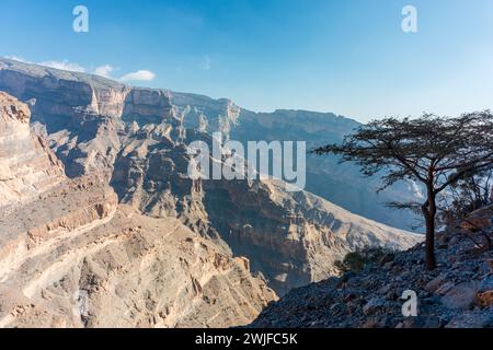 Arbre unique à Jebel Shams, Balcony Walk Trial, Oman, ad Dakhiliyah Governorate, Al Hajar Mountains Banque D'Images