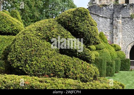 Topiaire anglais Yew à Wenlock, ou monastère du 12ème siècle du prieuré St Milburga à Much Wenlock, Shropshire Royaume-Uni septembre Banque D'Images