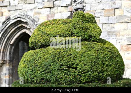 Topiaire anglais Yew à Wenlock, ou monastère du 12ème siècle du prieuré St Milburga à Much Wenlock, Shropshire Royaume-Uni septembre Banque D'Images