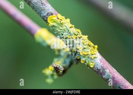 Lichen Sunburst commun sur la branche, Xanthoria Parietina Banque D'Images